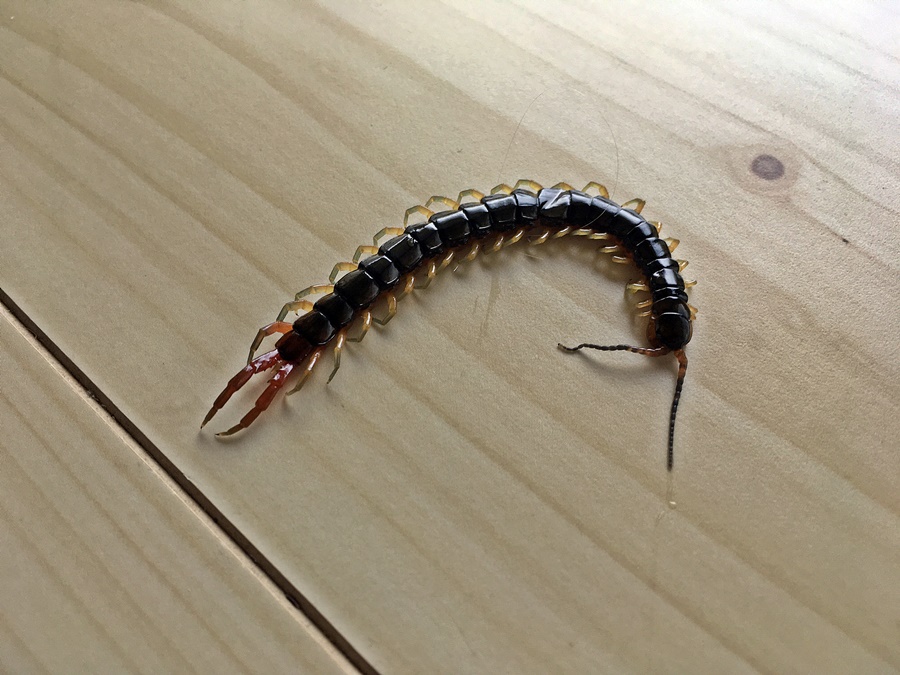 ムカデが寝室に現れる！ムカデに噛まれたらまずすること